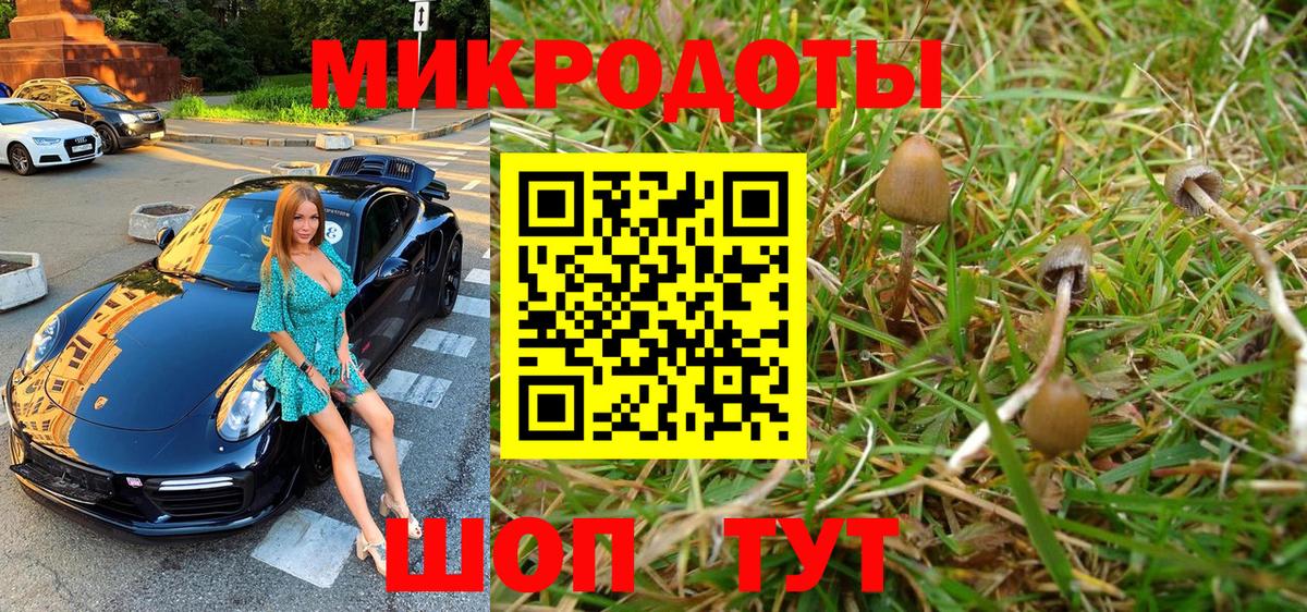 Псилоцибиновые грибы Psilocybine cubensis Дмитров